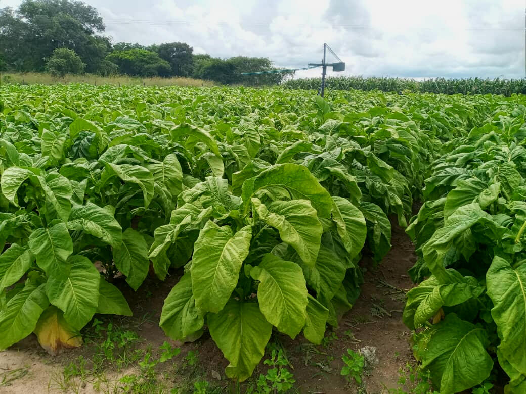 ORIGIN : Thriving on a vibrant and strong Zimbabwean tobacco growing heritage and agricultural foundation.