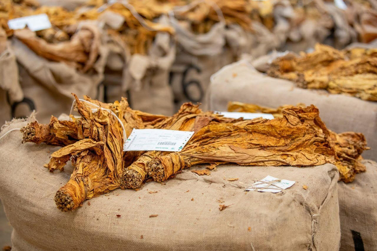 Premium FCV Threshed Lamina/Strips packed in heavy-duty C48 tobacco cartons at 200 kg net per carton, mechanically compressed and secured for export. More Specific Detals
